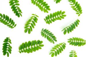 Green Leaves pattern on white background photo