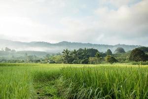 Rice field in autumn photo