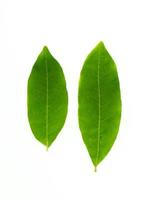 Longan leaves isolated on white background photo