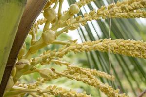 Fresh coconut flowers  photo