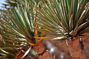 Spiky leaves of Dragon tree