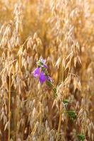 Bluebell in a grain field photo