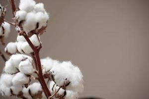 Closeup of a cotton branch against brownish backdrop photo