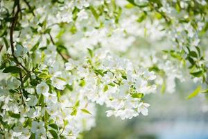 rama floreciente del manzano en primavera foto