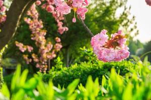 branches of Sakura flowers between green bushes