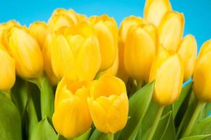 Bunch of yellow tulips photo