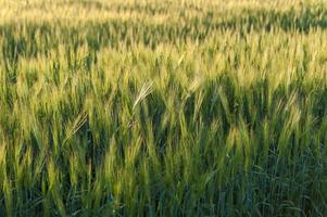 agricultura campo de trigo de grano de cebada