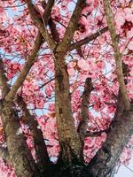 Pink trumpet tree photo