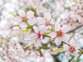 pink sakura blossoms