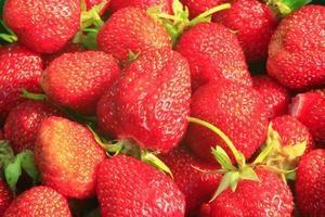 ripe red strawberries photo