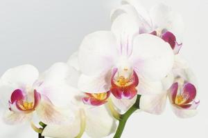 Orchidea, Orchid photo