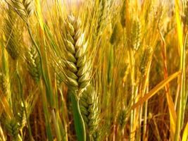 Wheat field in Abruzzo, Italy photo
