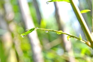 Bamboo branch with dewdrops on the leaves photo
