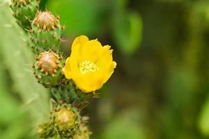 yellow prickly pear flower in full bloom photo
