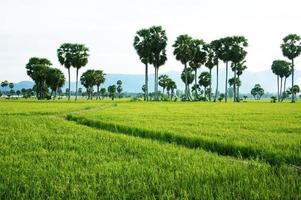 the path on green paddy field and palm trees photo