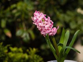 Home flower series,  hyacinth photo