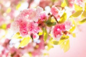 Japanese cherry blooming - flowering photo