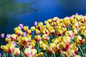 Red-yellow tulips photo