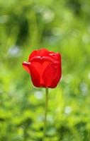 flowers red tulips photo