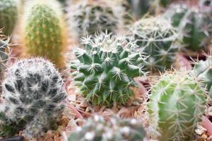 maceta de cactus. foto