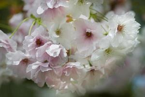 blossom tree photo