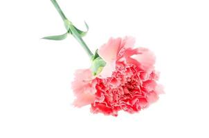 carnations photo