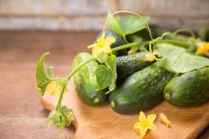 cucumber with flowers photo