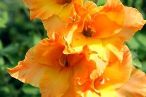 Orange bright gladiolus