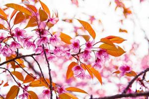 Beautiful Cherry blossom photo