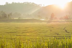 Campos de arroz con cáscara verde de plantación agrícola foto