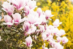 Magnolia tree and magnolia flowers on branch.