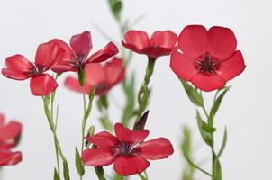 Flax (Linum grandiflorum) flowers photo