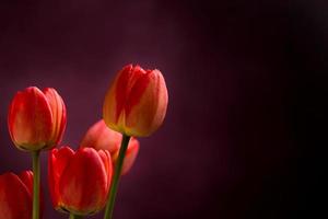 Five red tulips at left side on dark photo