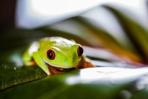 Saturated theme of tropical colorful frog photo