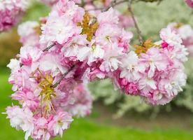 blossom tree photo