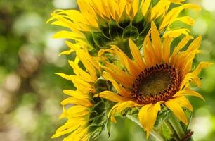 Beautiful sunflower on nature in summer day photo