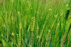 Hectares of barley