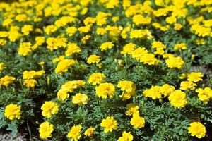 yellow flowers photo