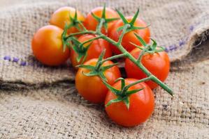 Primer plano de tomates cherry en la vid foto
