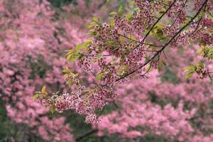 pink sakura flower tree background