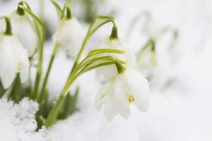Snowdrops Growing In Snow