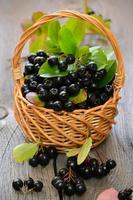 Black chokeberry in the basket