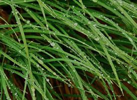 Grass   covered with heavy dew.
