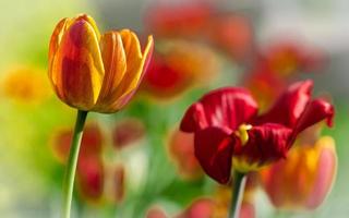 Beautiful spring tulips photo