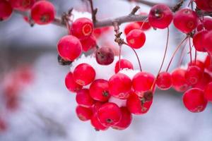 Berries in the White Snow