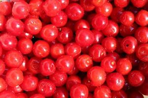 red berries of Prunus tomentosa