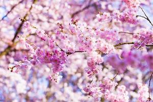 hermosa flor de cerezo, flor rosa de sakura