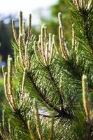 Scots pine branches with young shoots photo