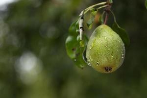 Pear covered by drops of rain in fruit orchard. photo