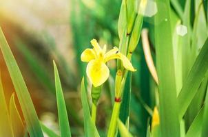 Close-up of iris flower